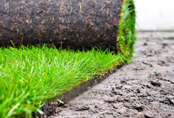 Lawn and Turfing